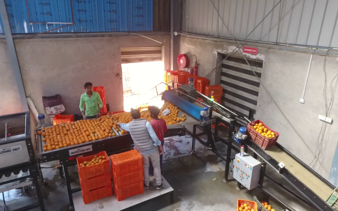 Basis of Grading Sorting of Fruits and Vegetables - Marshharrier India